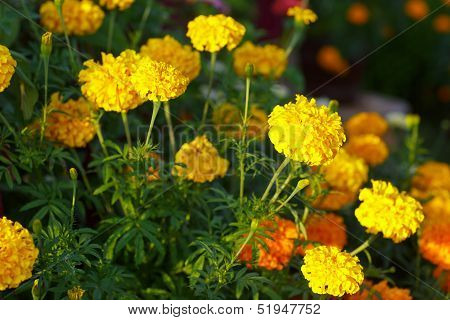 Yellow flowers of tagetis on a flowerbed