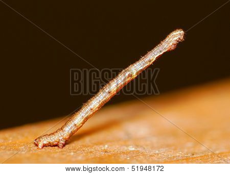 Inch Worm