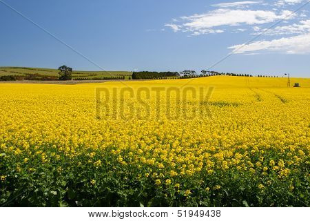 Canola Fields Near Creswick