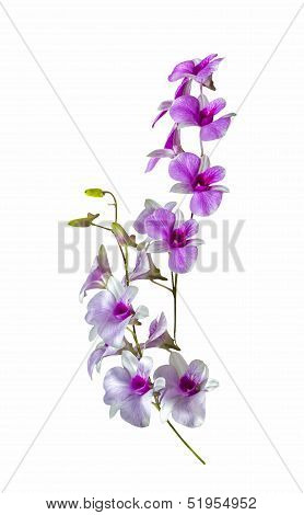 Beautiful Bouguet Orchid Flowers