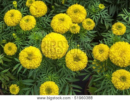Yellow Marigold Flowers