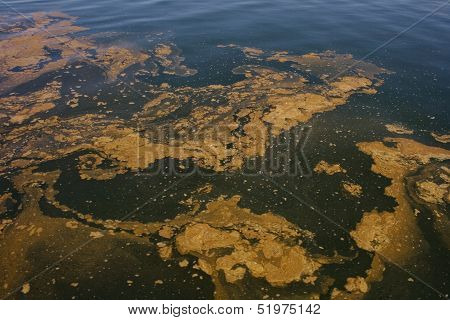 Polluted Sea