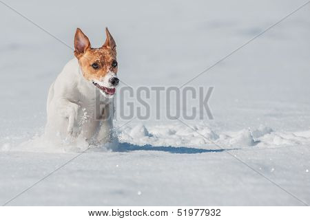 jack russel jumping on snow