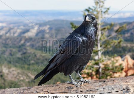 The Guardian Of Ponderosa Point