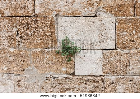 Grass In The In The Rock Crack