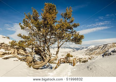 Whitebark Pine (pinus Albicaulis)