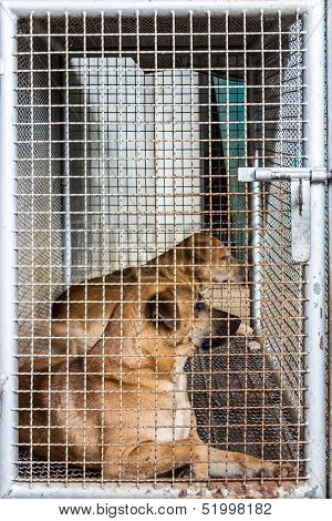 Dog Locked In Iron Cage