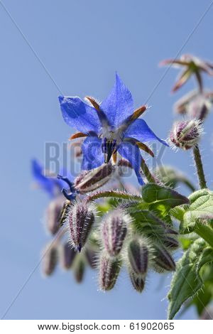 Borage flower macro