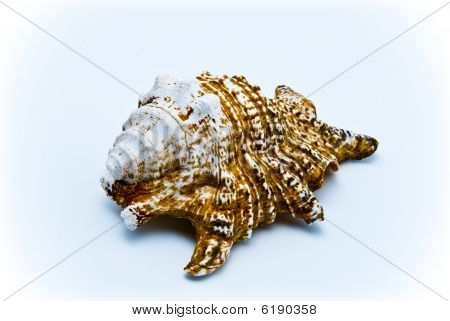 Seashell