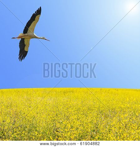 Alone Stork Fly In Clear Blue Sky Over Spring Flowering Yellow Field