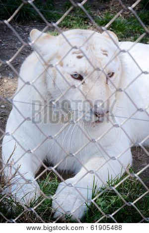 White Tiger