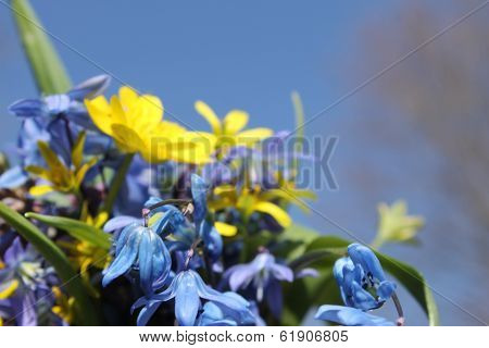 flowers bouquet
