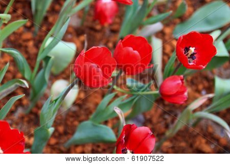 red tulip