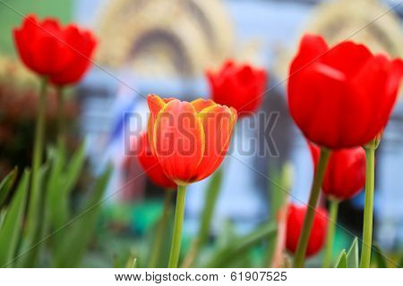 red tulip