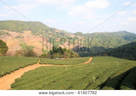 Tea Plantations