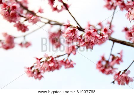 Wild Himalayan Cherry