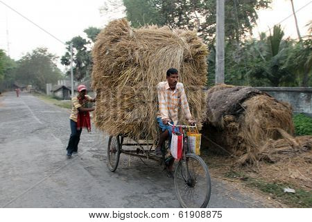 BAIDYAPUR, INDIA - DEC 01 :An unidentified rickshaw rider transports rice from the farm home on Dec 01,2012 in Baidyapur, West Bengal, India. Cycle rickshaws were introduced in to India in the 1940's.