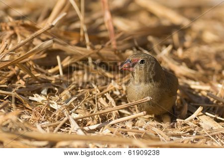Female Red-billed Firefinch Searching For Seeds