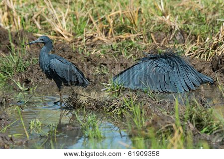 Two Black Egrets - One Standing, One Hunting