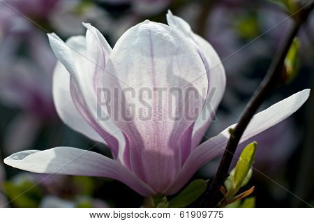 Magnolia flower
