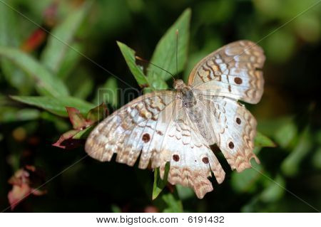 Pavone bianco Anartia Jatrophae