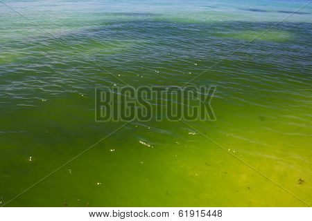 Green Algae in Sea