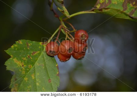 Mountain Ash