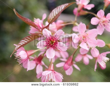 Wild Himalayan Cherry