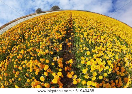 Huge kibbutz field of multi-colored buttercups (Ranunculus asiaticus).  The wonderful spring weather, light  clouds flying across a blue sky. The picture was taken Fisheye lens