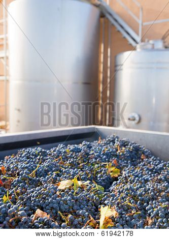 cabernet sauvignon vinemaking with grapes and Fermentation stainless steel tanks vessels