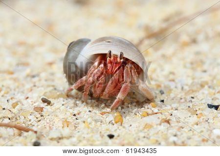 Hermit Crab, Pagurian