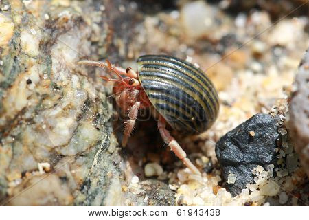 Hermit Crab, Pagurian