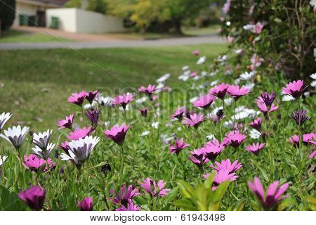 Flower Landscape