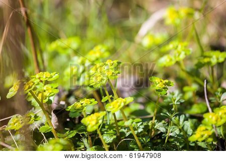 Spring Green Plant