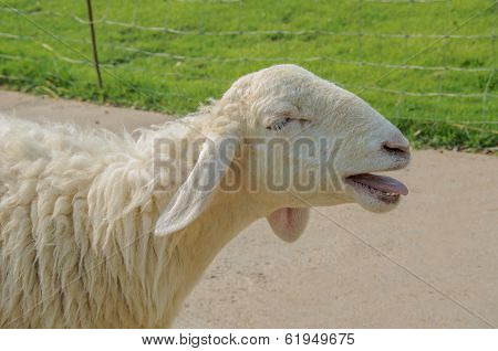Sheep
