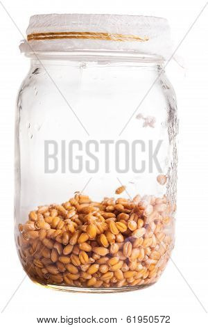 Wet Sprouting Weat Seeds In A Glass Jar