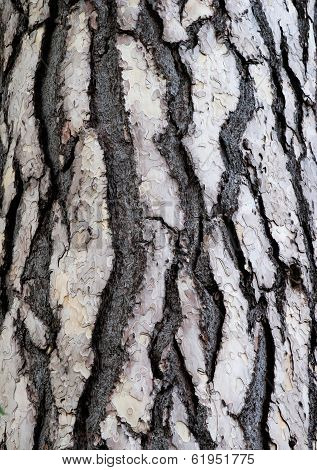 Bark Of Cedar Tree In The Forest