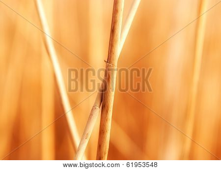 Reed Stems In The Sunlight