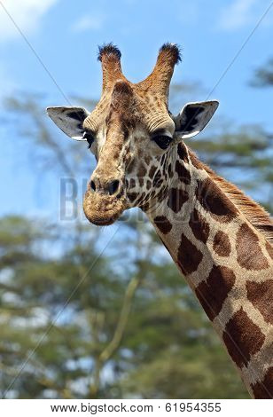 Giraffe