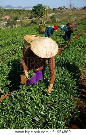 Tea Picker Pick Tea Leaf On Agricultural Plantation