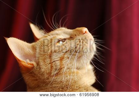 Distracted Cat