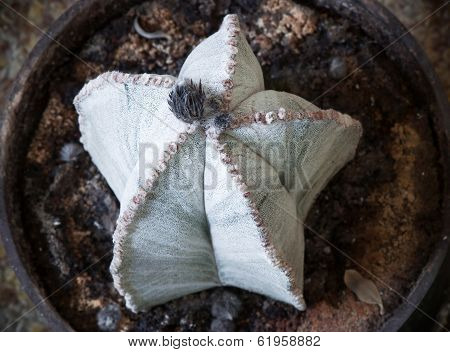 Astrophytum Myriostigma