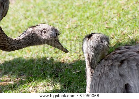 Two Emu (dromaius Novaehollandiae)