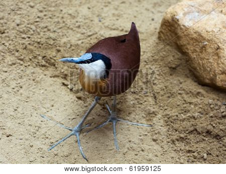 African Jacana Standing In The Sand