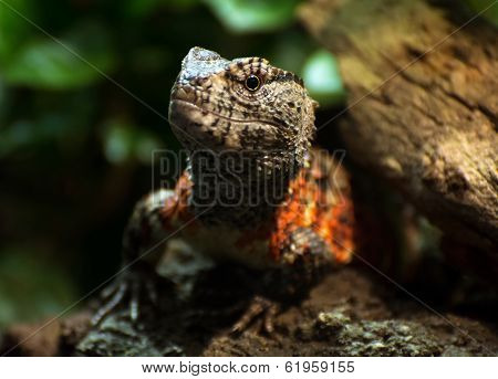 Chinese Crocodile Lizard (shinisaurus Crocodilurus)