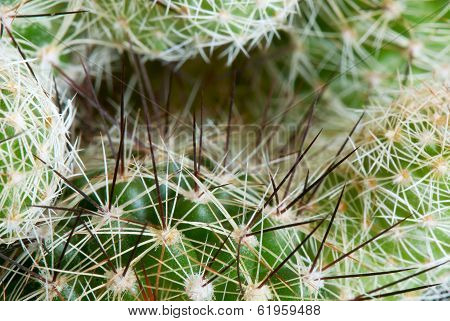 Cactus Thorns