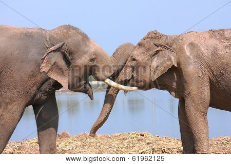 Elephant Behavior