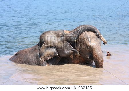Elephant Relationship