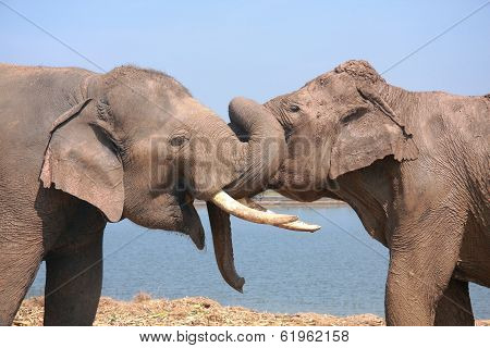 Two Elephant