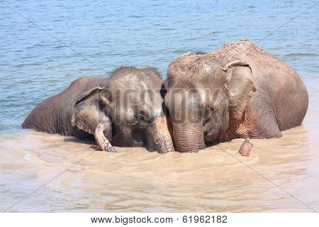 Elephant Relationship